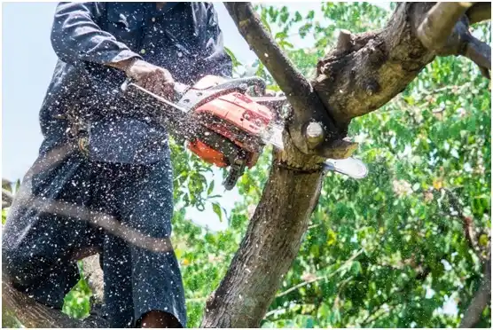 tree services Springboro